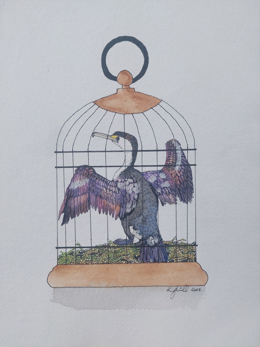 Kāruhiruhi aka Pied Shag