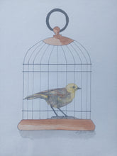 Load image into Gallery viewer, Mohua aka Yellowhead