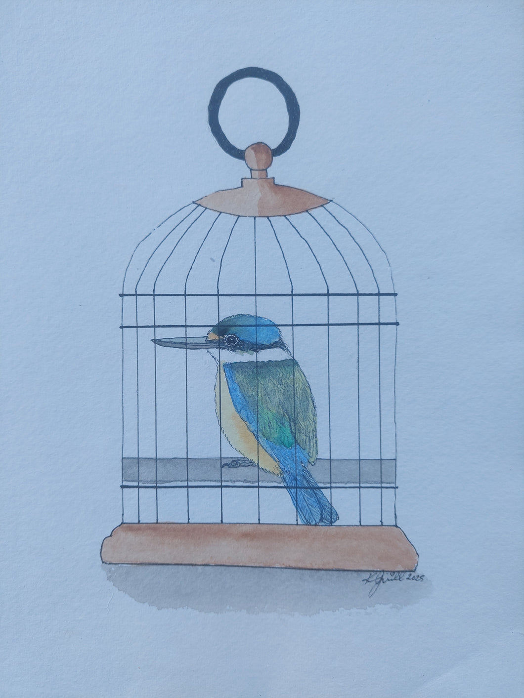 Kōtare aka Kingfisher