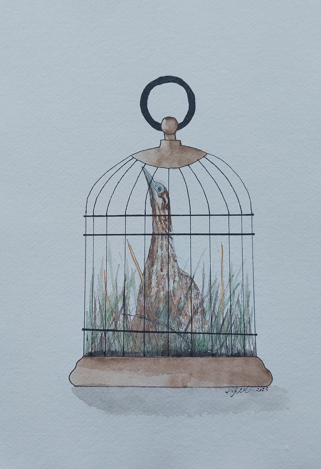 Matuku-hūrepo aka Australasian bittern