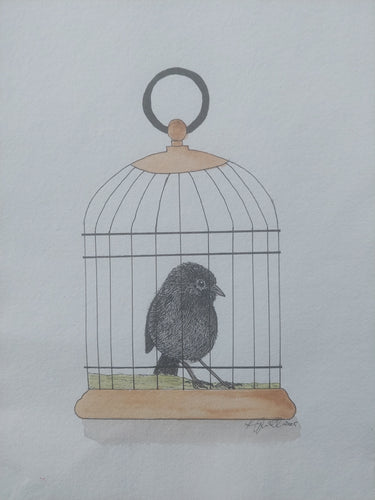 Kakaruia aka Chatham Island black robin