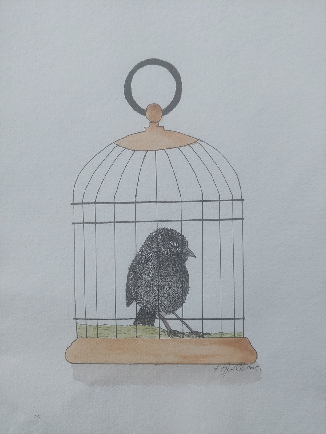 Kakaruia aka Chatham Island black robin