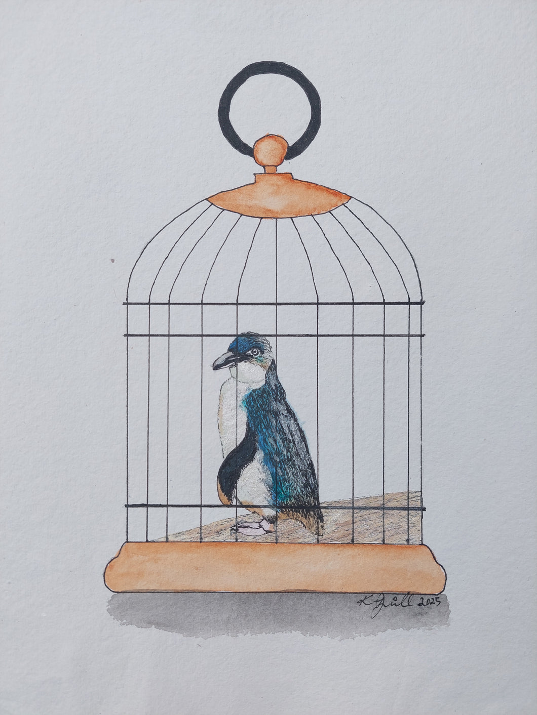 Kororā aka Little penguin