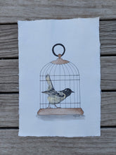 Load image into Gallery viewer, Hihi aka Stitchbird