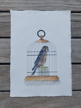 Load image into Gallery viewer, Kārearea aka New Zealand falcon