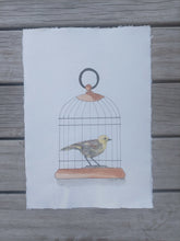 Load image into Gallery viewer, Mohua aka Yellowhead