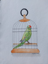 Load image into Gallery viewer, Kākāriki aka Red-crowned parakeet