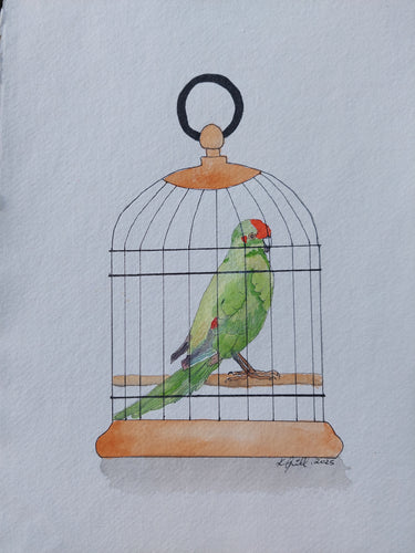 Kākāriki aka Red-crowned parakeet