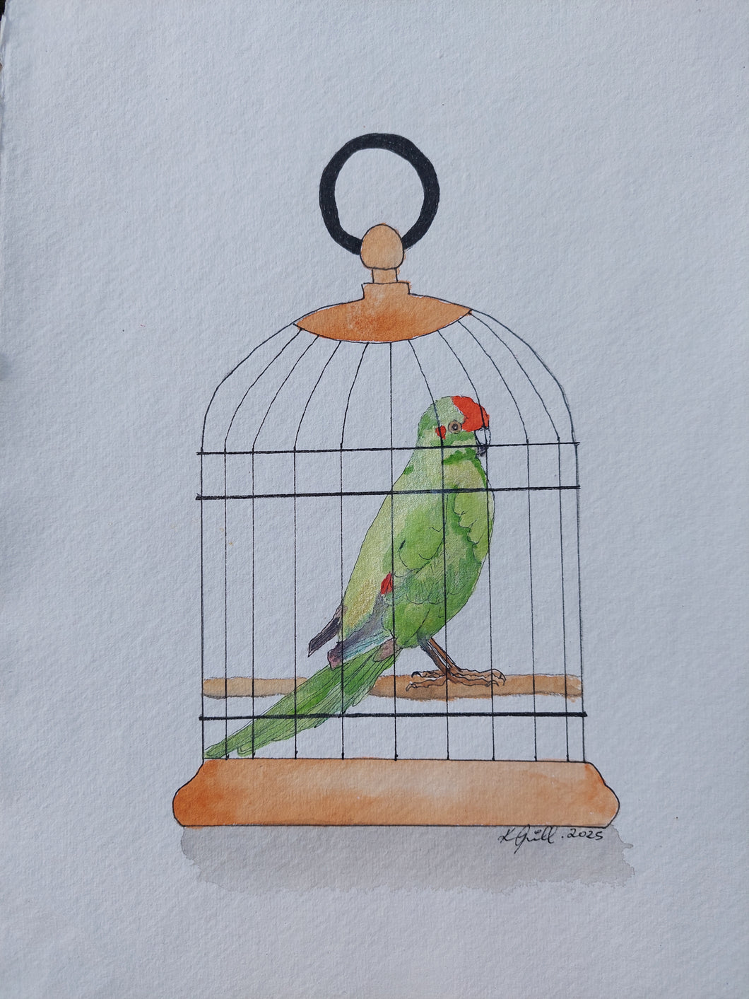 Kākāriki aka Red-crowned parakeet