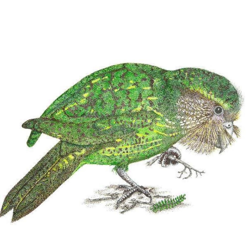 Giclée print - Kākāpo (Night Parrot)