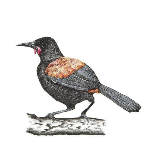 Giclée print - Tīeke (North Island Saddleback)