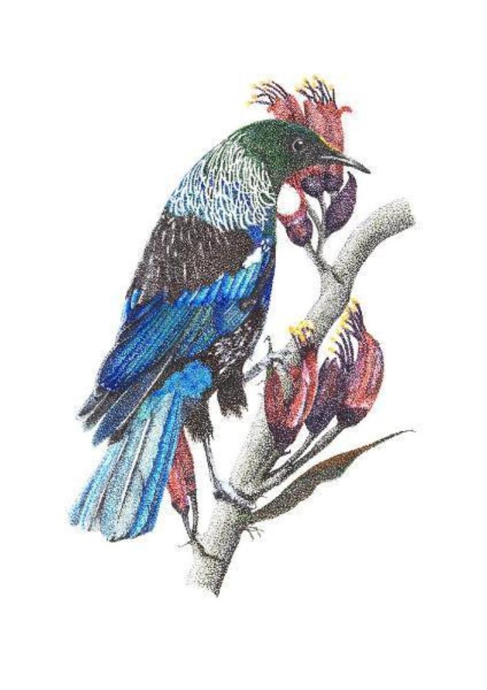 Giclée print - Tūī on Harakeke