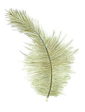 Load image into Gallery viewer, Feather Giclée Print &#39;Brown Kiwi&#39;