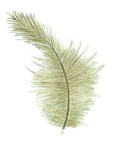 Feather Giclée Print 'Brown Kiwi'