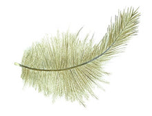 Load image into Gallery viewer, Feather Giclée Print &#39;Brown Kiwi&#39;