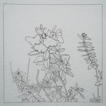 Load image into Gallery viewer, Pink Salvia