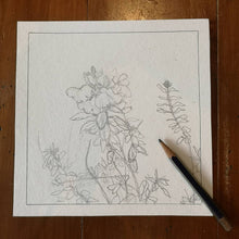 Load image into Gallery viewer, Pink Salvia