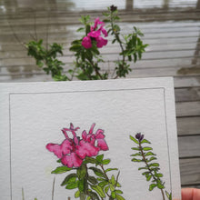 Load image into Gallery viewer, Pink Salvia