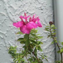 Load image into Gallery viewer, Pink Salvia