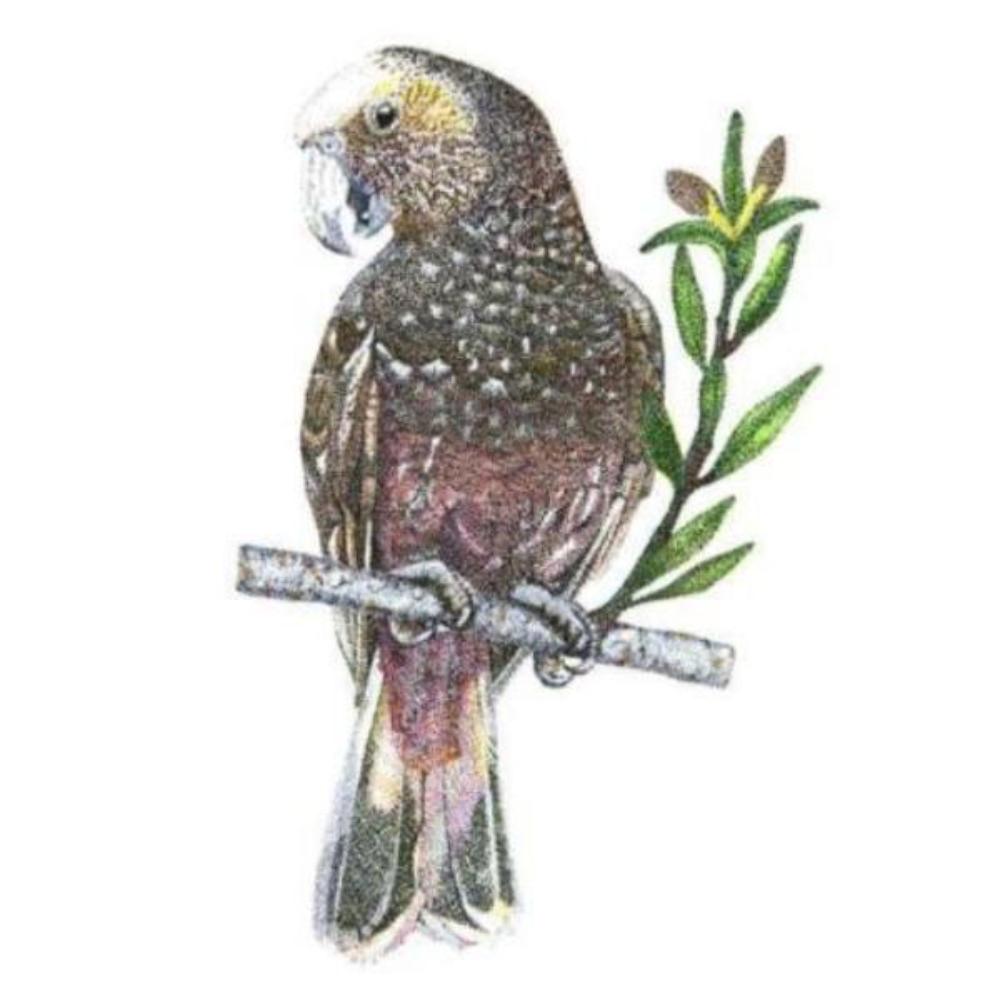 Giclee print - Kākā (Bush parrot)