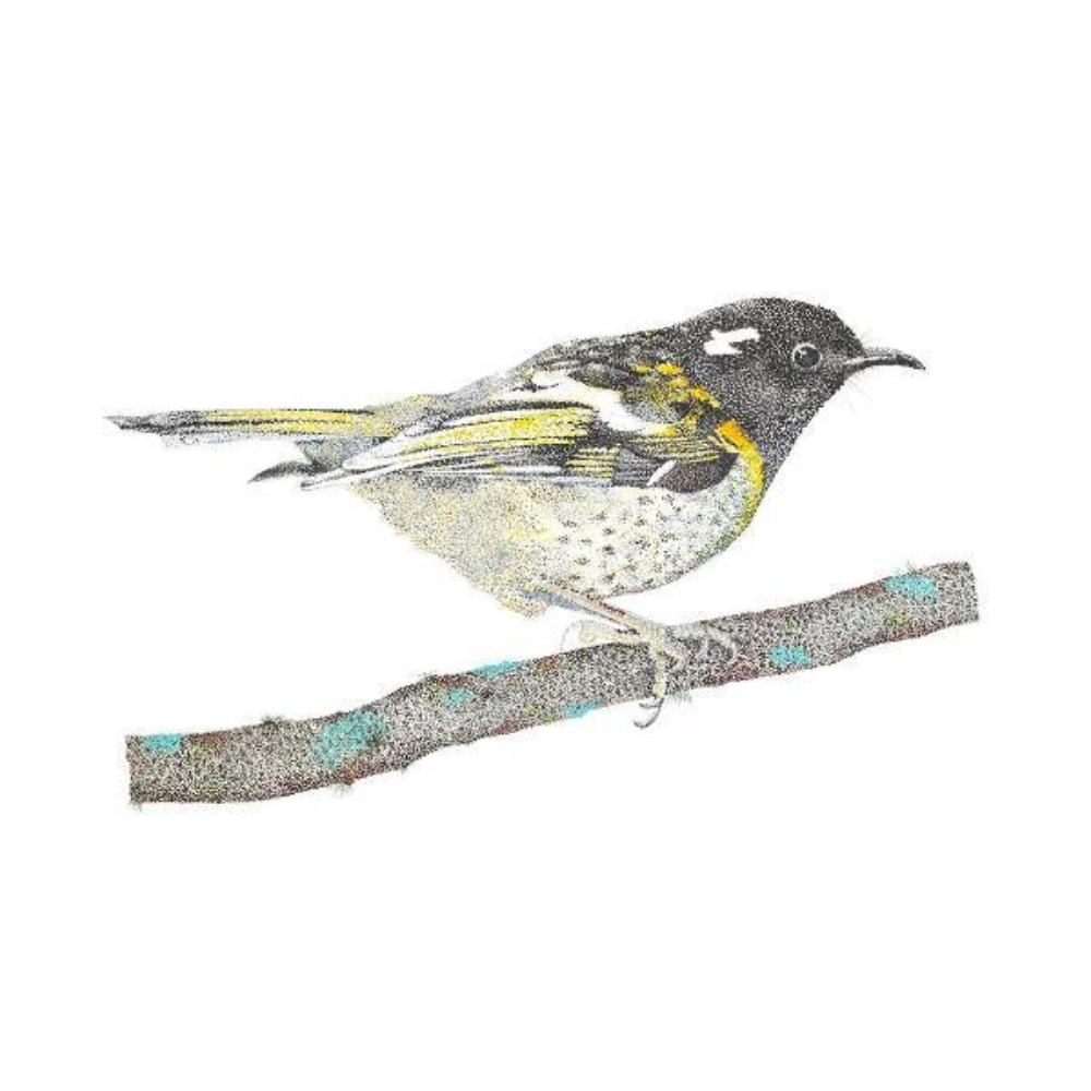 Giclée print - Hihi (Stitchbird)