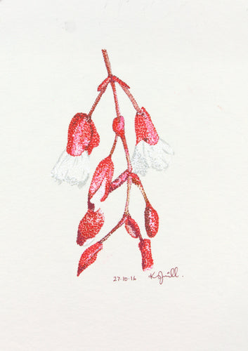 Tagimaucia - National flower of Fiji