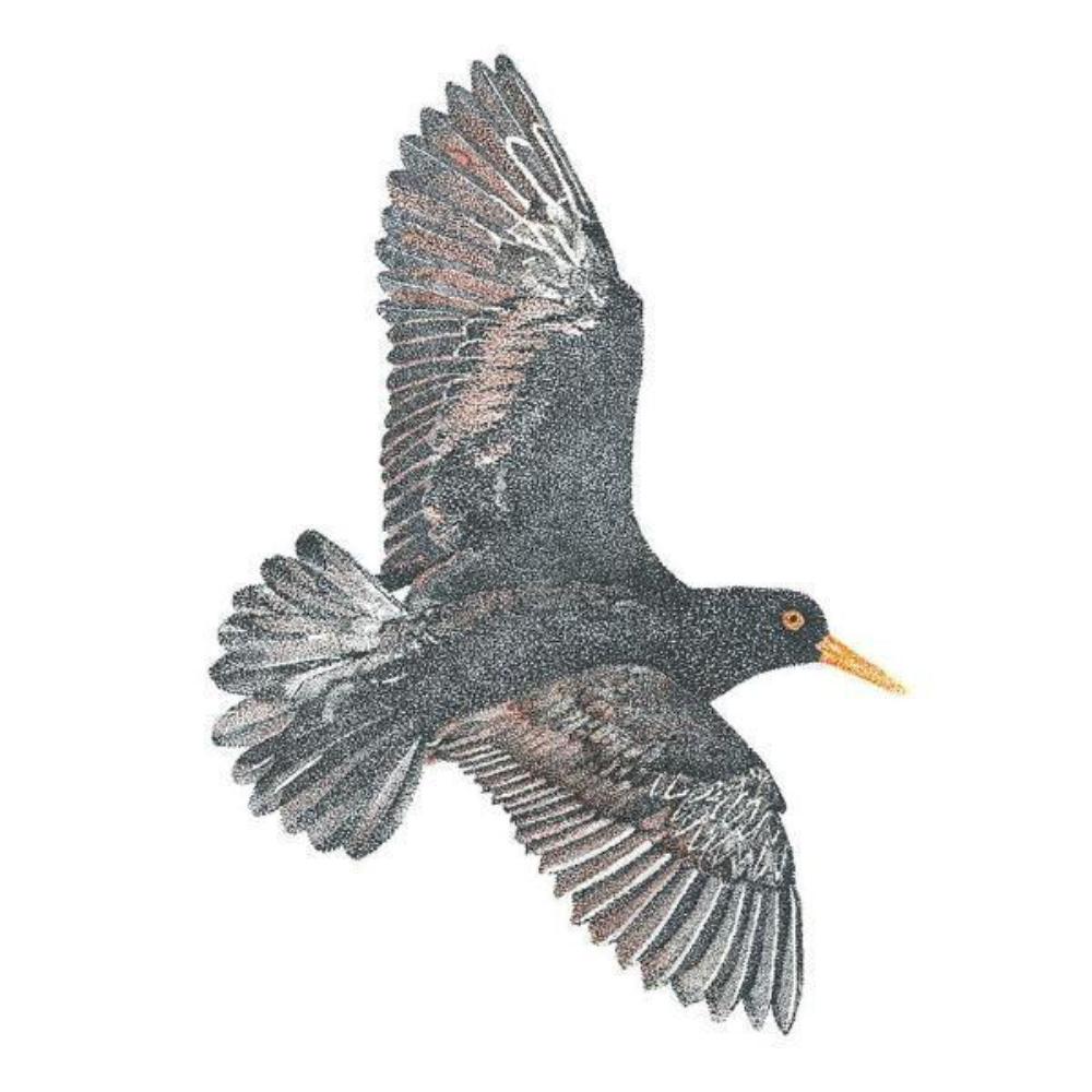 Original pointillism drawing - Tōrea Pango (Variable Oystercatcher)