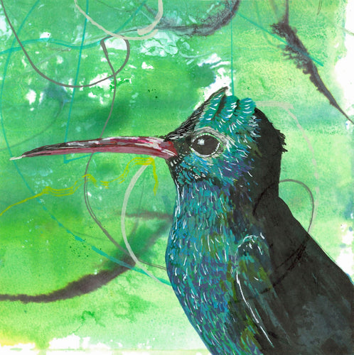 Greeting card - Broad-billed Hummingbird